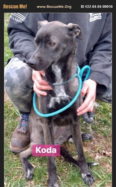 Koda (bonded w/ Daisy Mae)