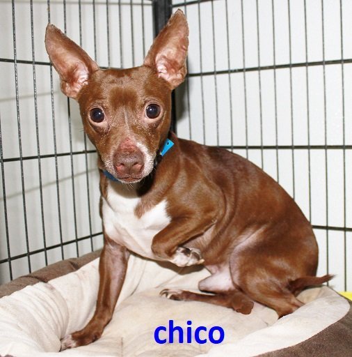 Chico