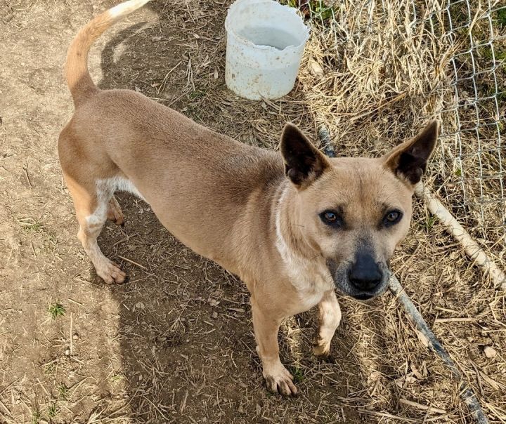 Rat terrier shepherd sales mix