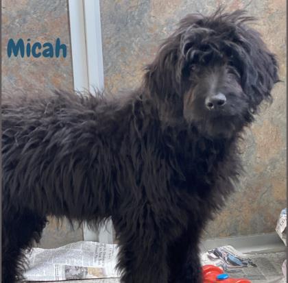 Micah