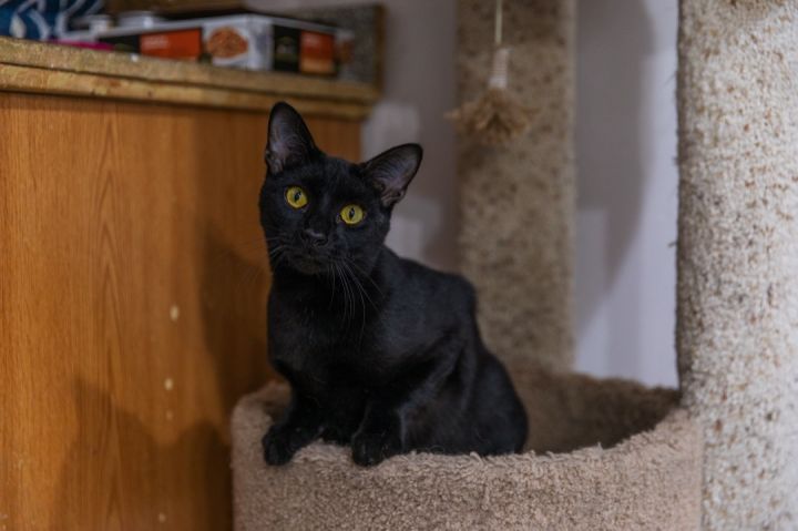 Midnight, an adoptable Bombay & Domestic Short Hair Mix in Chicago, IL_image-1