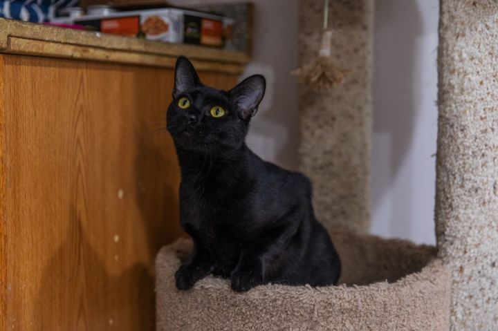 Midnight, an adoptable Bombay & Domestic Short Hair Mix in Chicago, IL_image-3