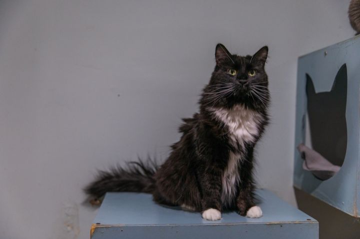 Seven, an adoptable Maine Coon in Chicago, IL_image-1