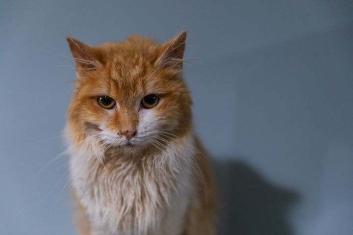 Oscar, an adoptable Maine Coon in Chicago, IL_image-2