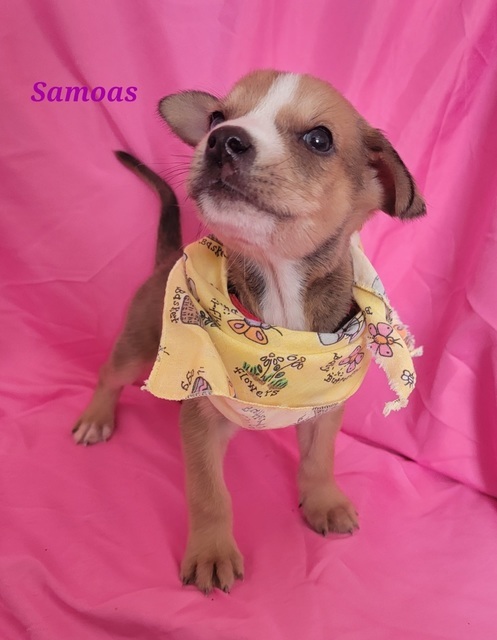 Samoas (Girl Scout Pups)