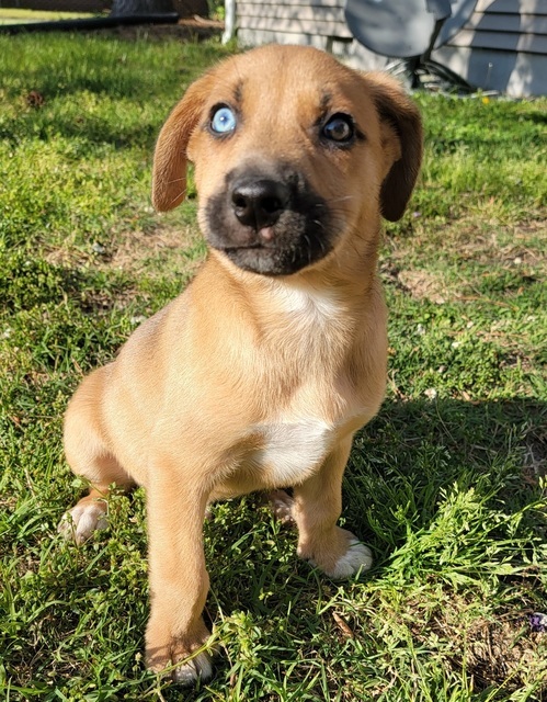 S'mores (Girl Scout Pups)