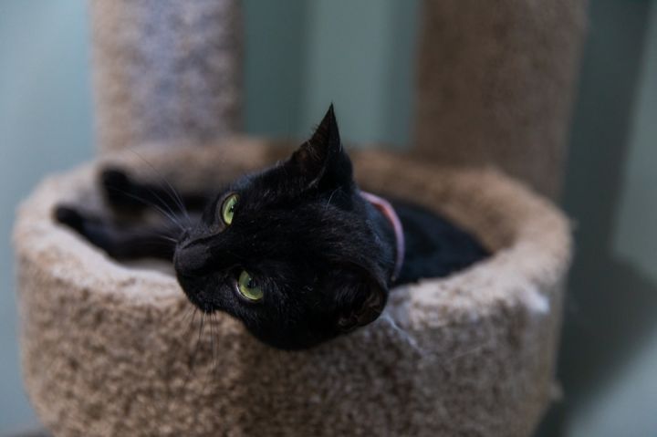 Bugs, an adoptable Bombay in Chicago, IL_image-3