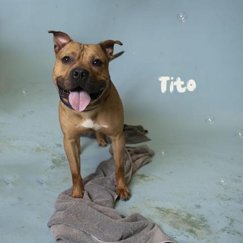 Tito