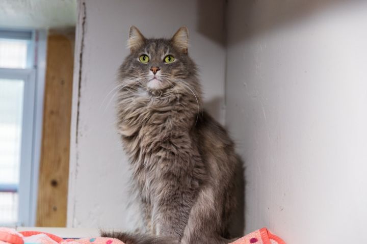 Monique, an adoptable Maine Coon in Chicago, IL_image-6