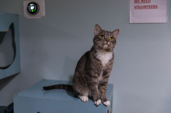 Briar Rose, an adoptable Domestic Short Hair in Chicago, IL_image-1
