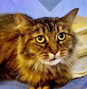 Senior cats for adoption best sale near me