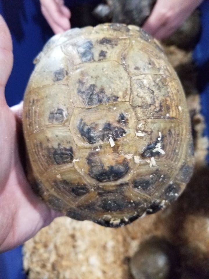 Petfinder tortoise best sale