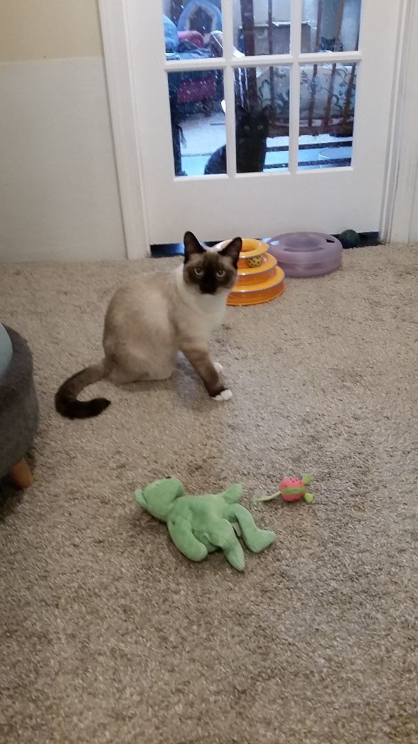 Samantha (and Mateo), an adoptable Siamese, Himalayan in Waukegan, IL, 60085 | Photo Image 2