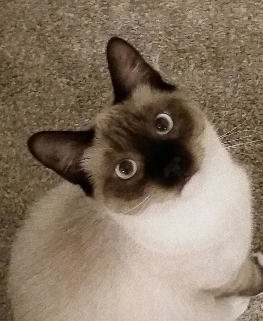 Samantha (and Mateo), an adoptable Siamese, Himalayan in Waukegan, IL, 60085 | Photo Image 3