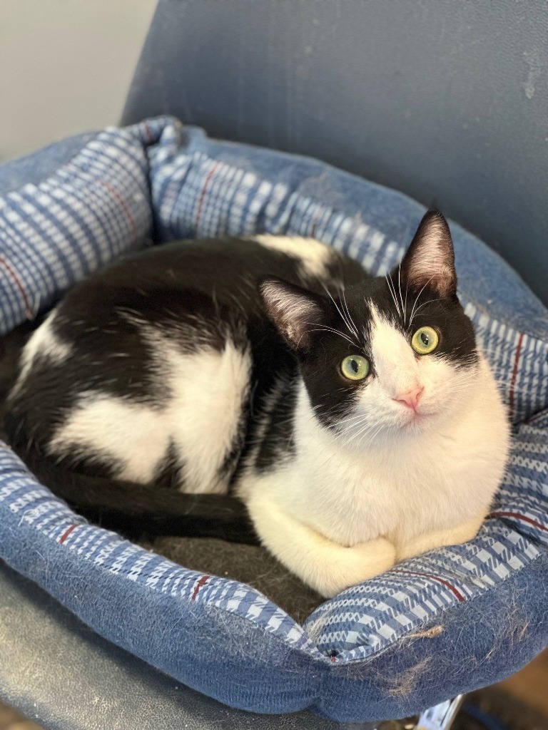 Emmet, an adoptable Domestic Short Hair in Algona, IA, 50511 | Photo Image 1