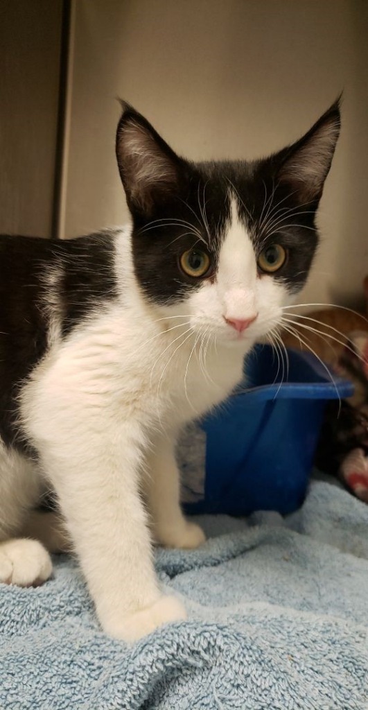 Emmet, an adoptable Domestic Short Hair in Algona, IA, 50511 | Photo Image 2