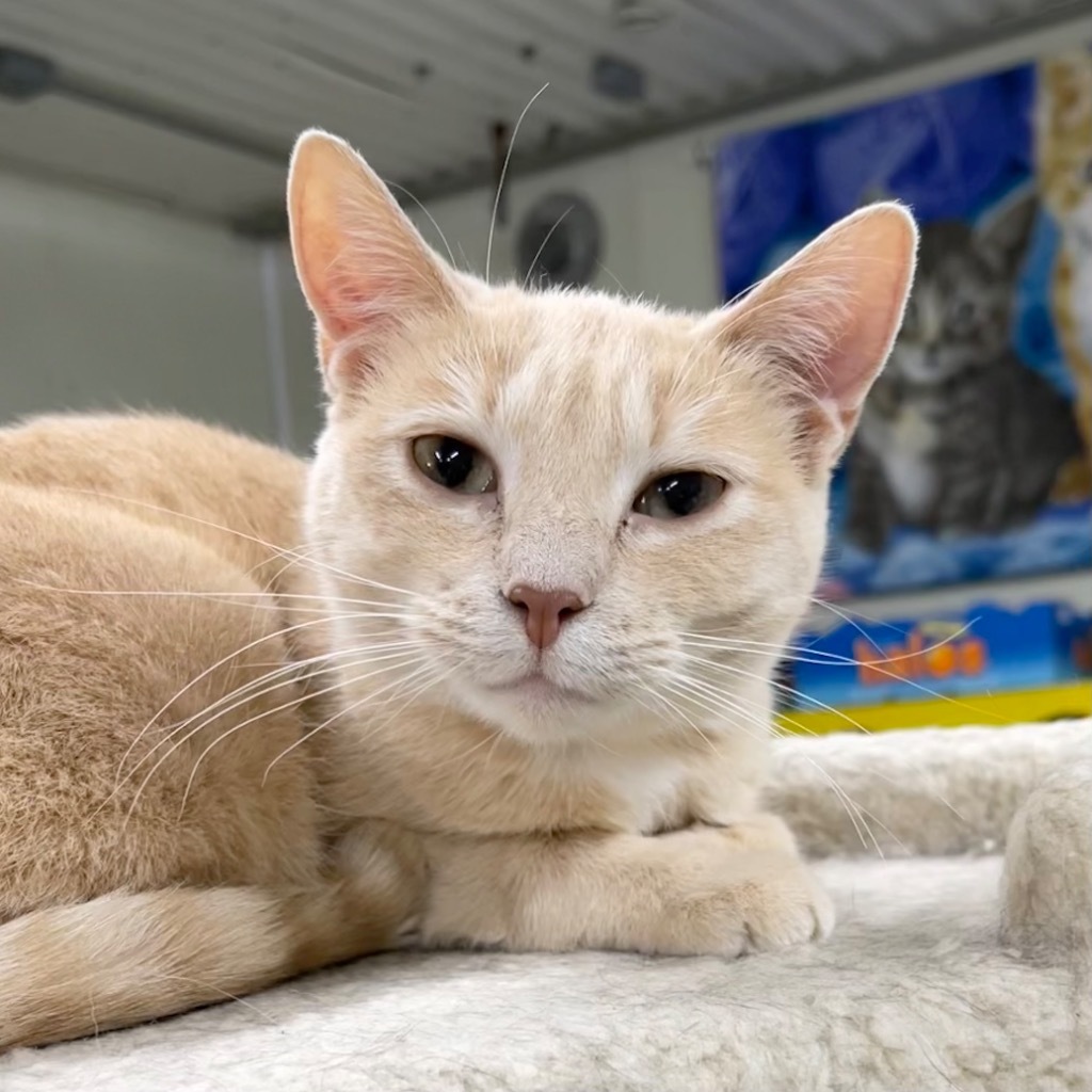 NALA, an adoptable Domestic Short Hair in Battle Creek, MI, 49017 | Photo Image 1