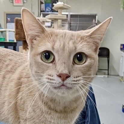 NALA, an adoptable Domestic Short Hair in Battle Creek, MI, 49017 | Photo Image 4