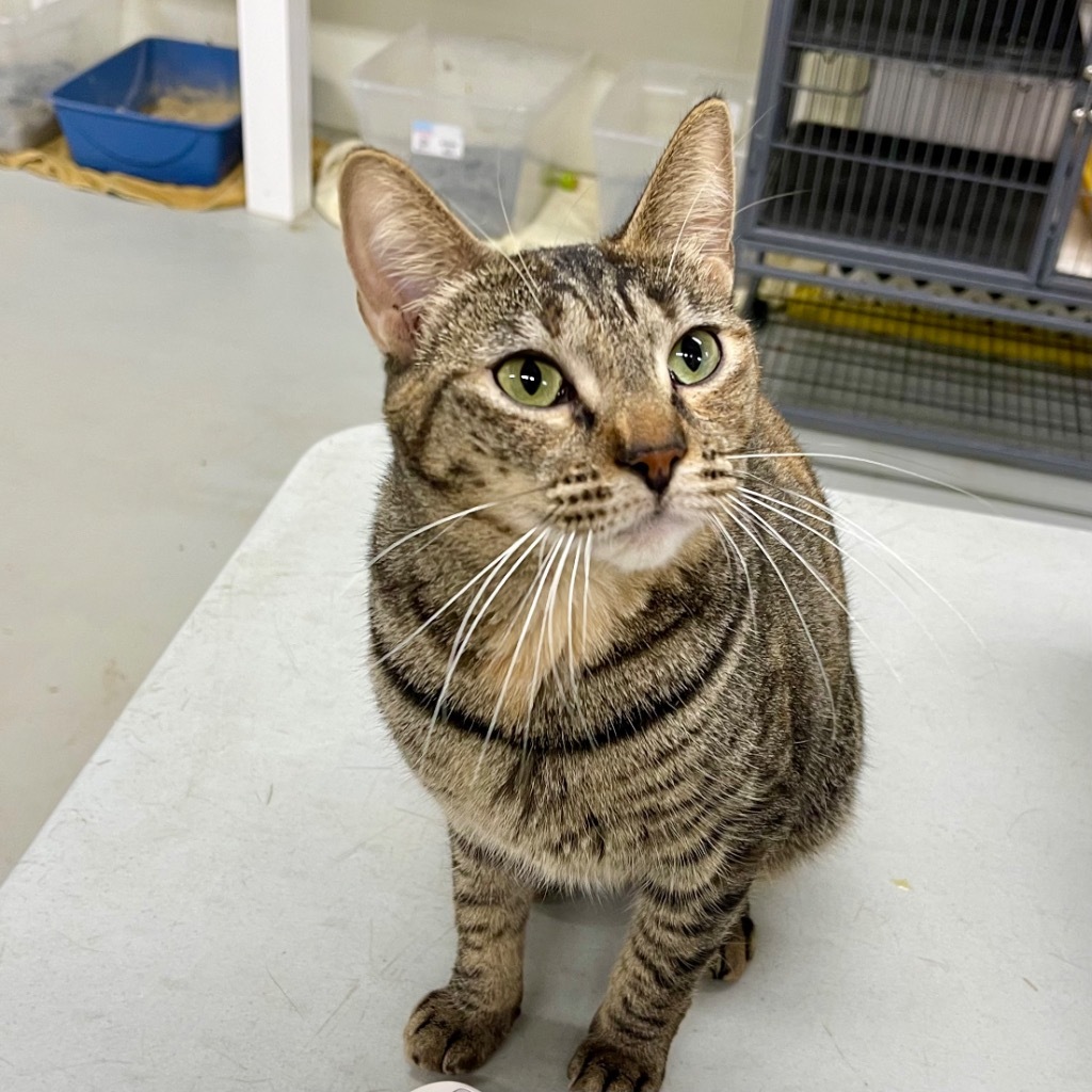 KIWI, an adoptable Domestic Short Hair in Battle Creek, MI, 49017 | Photo Image 1