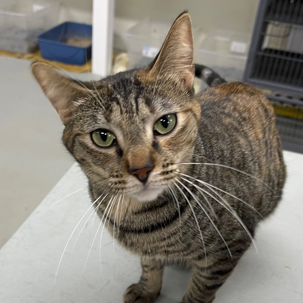 KIWI, an adoptable Domestic Short Hair in Battle Creek, MI, 49017 | Photo Image 2