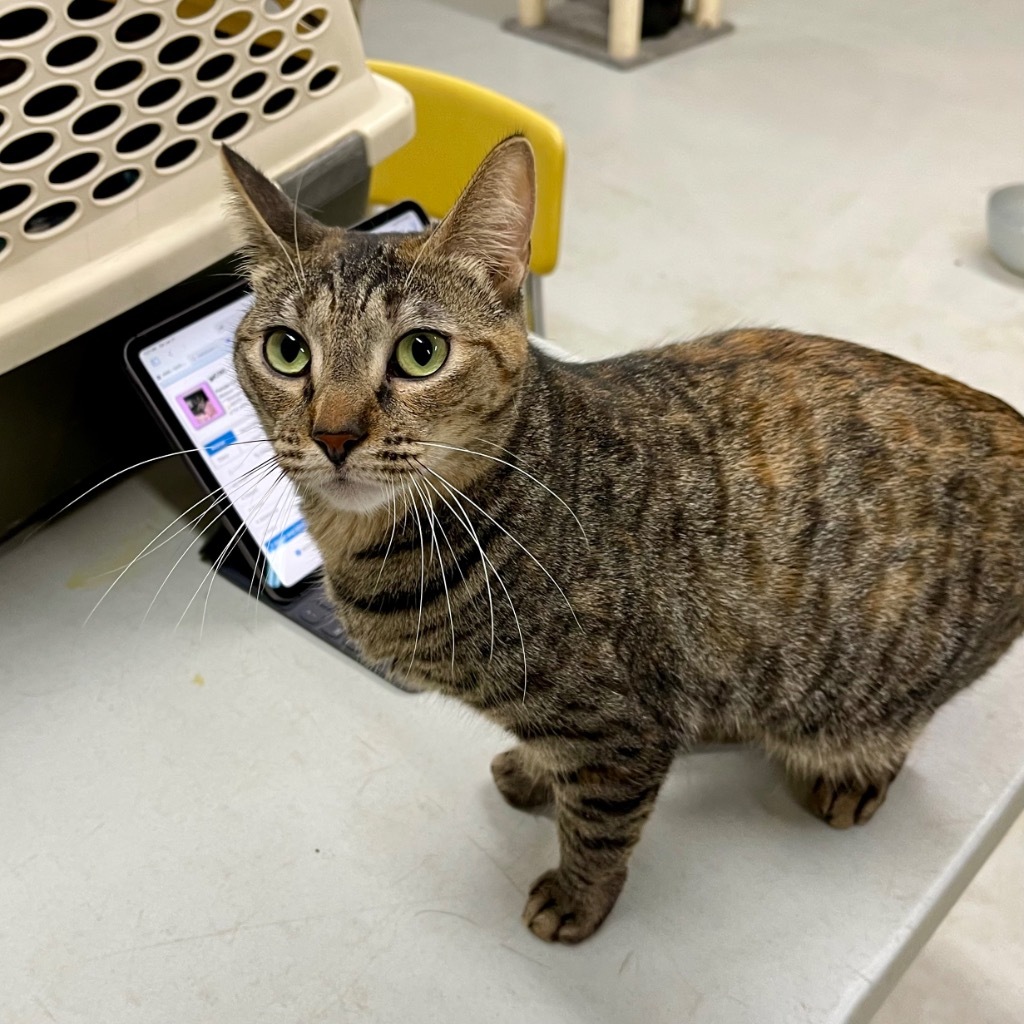 KIWI, an adoptable Domestic Short Hair in Battle Creek, MI, 49017 | Photo Image 3