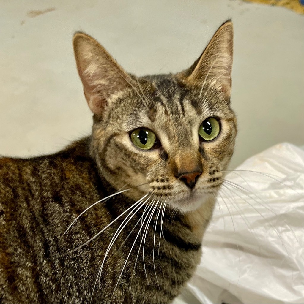 KIWI, an adoptable Domestic Short Hair in Battle Creek, MI, 49017 | Photo Image 4