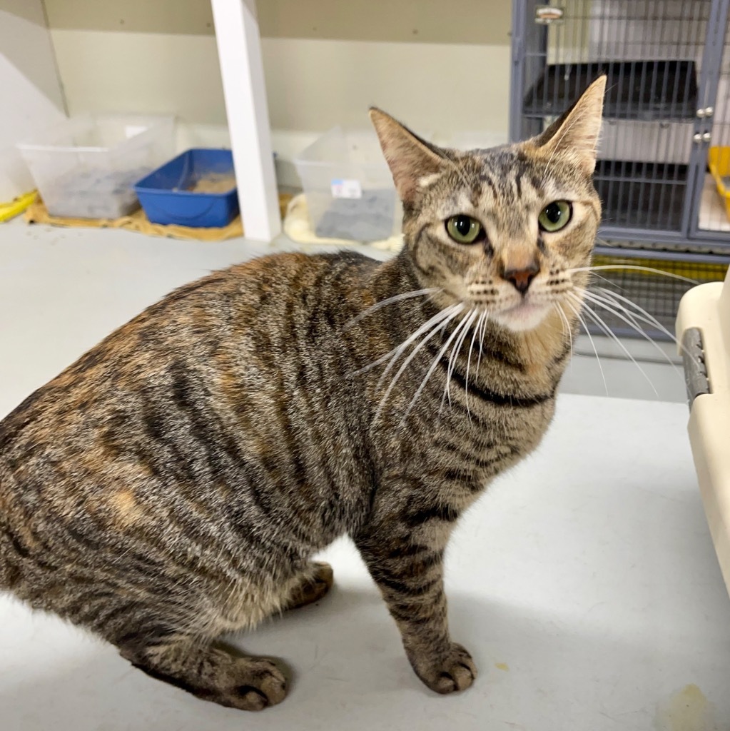 KIWI, an adoptable Domestic Short Hair in Battle Creek, MI, 49017 | Photo Image 5