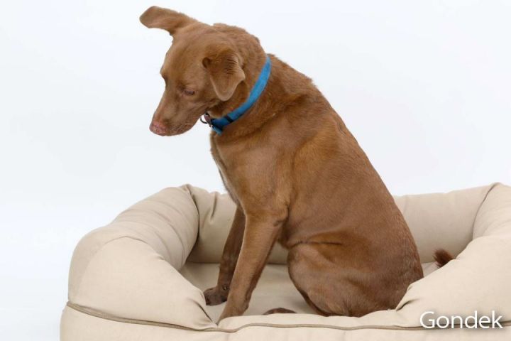 Boomer, an adoptable Labrador Retriever Mix in Brunswick, ME_image-1