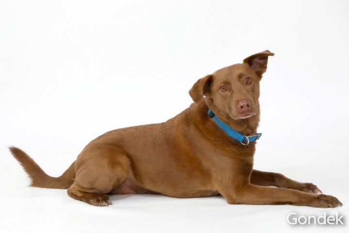 Boomer, an adoptable Labrador Retriever Mix in Brunswick, ME_image-2