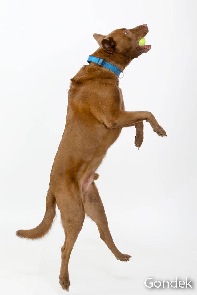 Boomer, an adoptable Labrador Retriever Mix in Brunswick, ME_image-4