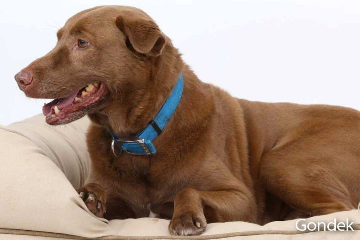 Boomer, an adoptable Labrador Retriever Mix in Brunswick, ME_image-5