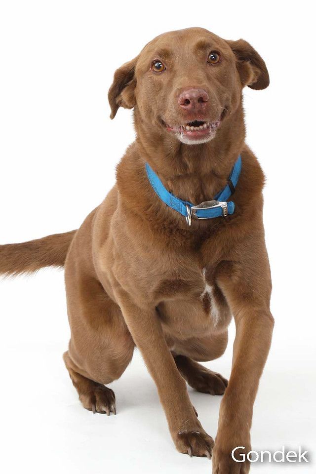 Boomer, an adoptable Labrador Retriever Mix in Brunswick, ME_image-6