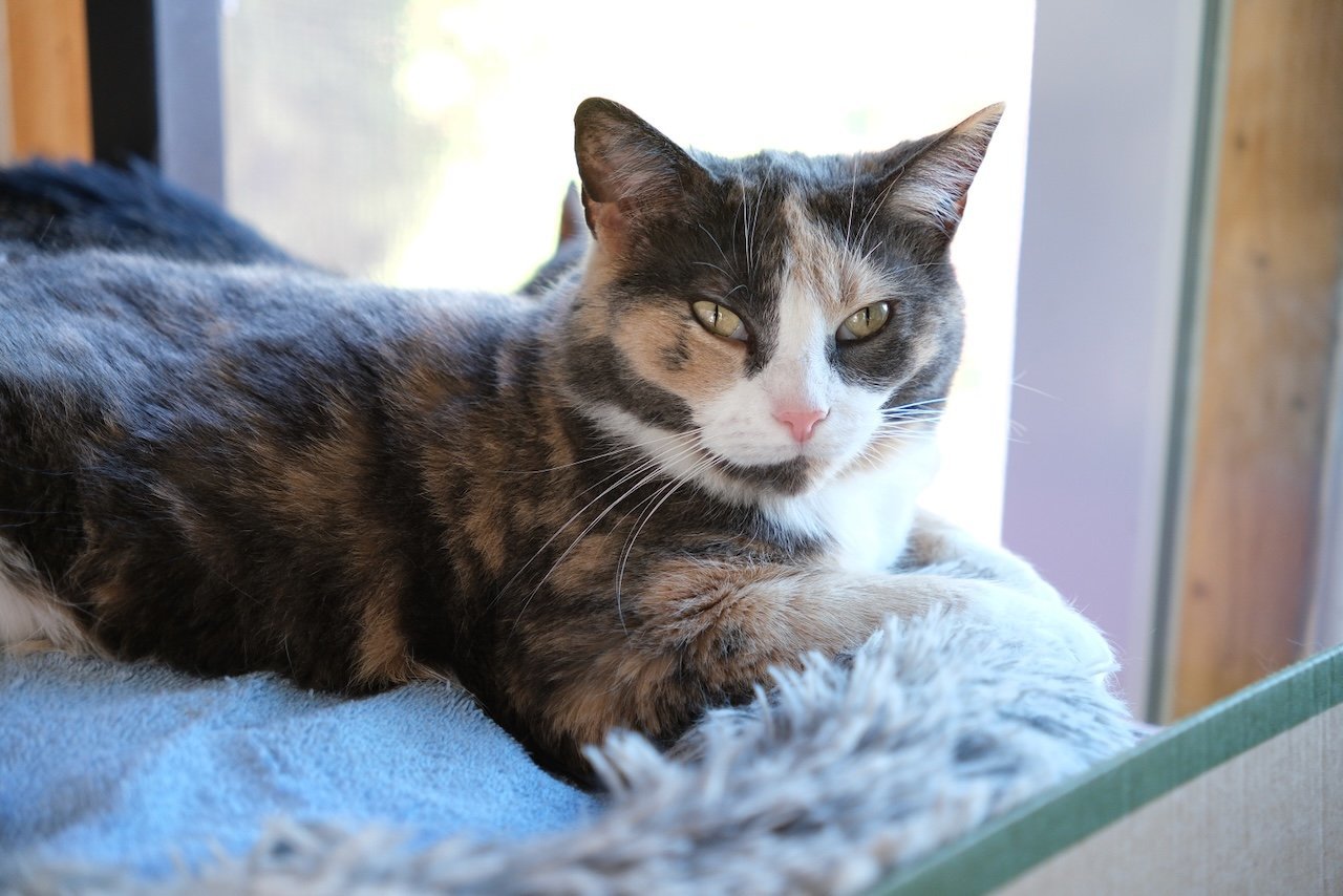 Lexy, an adoptable Domestic Short Hair in Markham, ON, L3R 9A8 | Photo Image 2