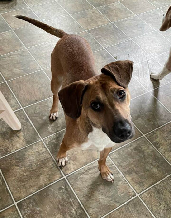 Dominique, an adoptable Labrador Retriever & Shepherd Mix in Brunswick, ME_image-2