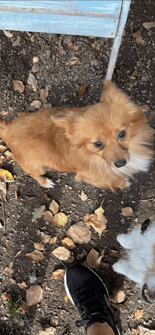 Ricky and Oso - The Sweet Bonded Pair