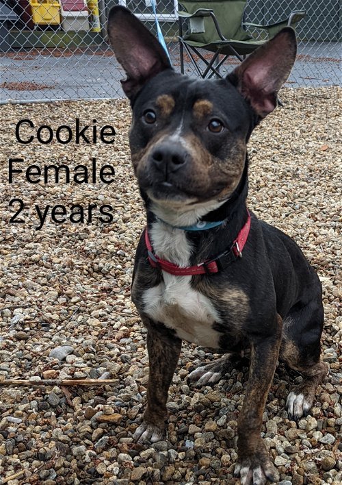 Cookie x Terrier mix x 2 years old