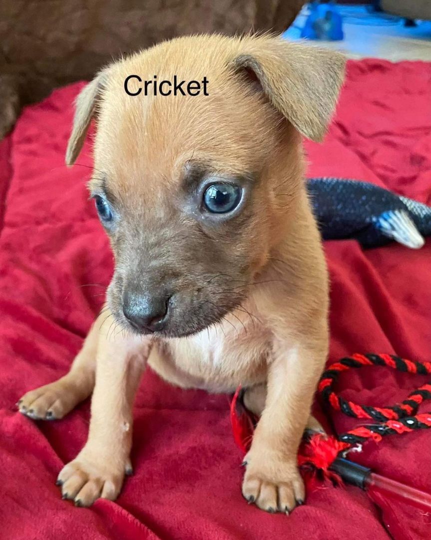 CRICKET