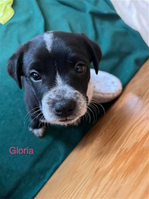 Gloria