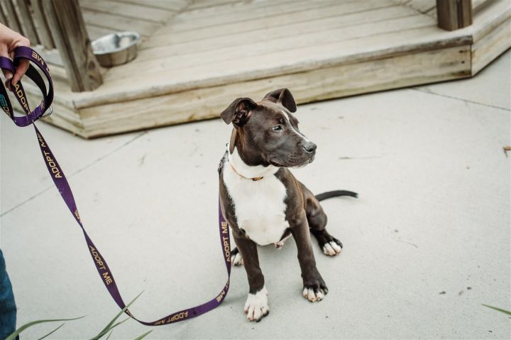 Oracle, an adoptable Australian Cattle Dog / Blue Heeler & Terrier Mix in Monticello, IA_image-2
