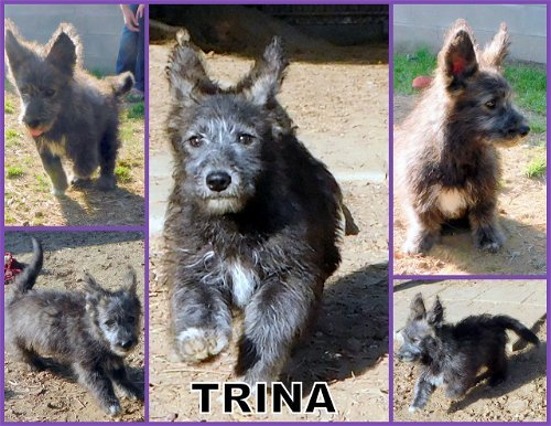 Trina (Posh Puppy)