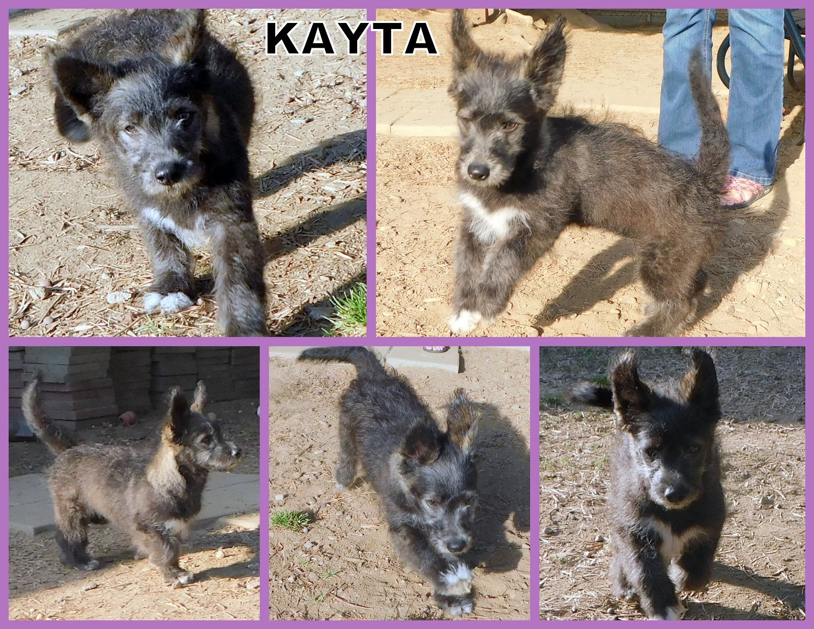 Katya (Posh Puppy)