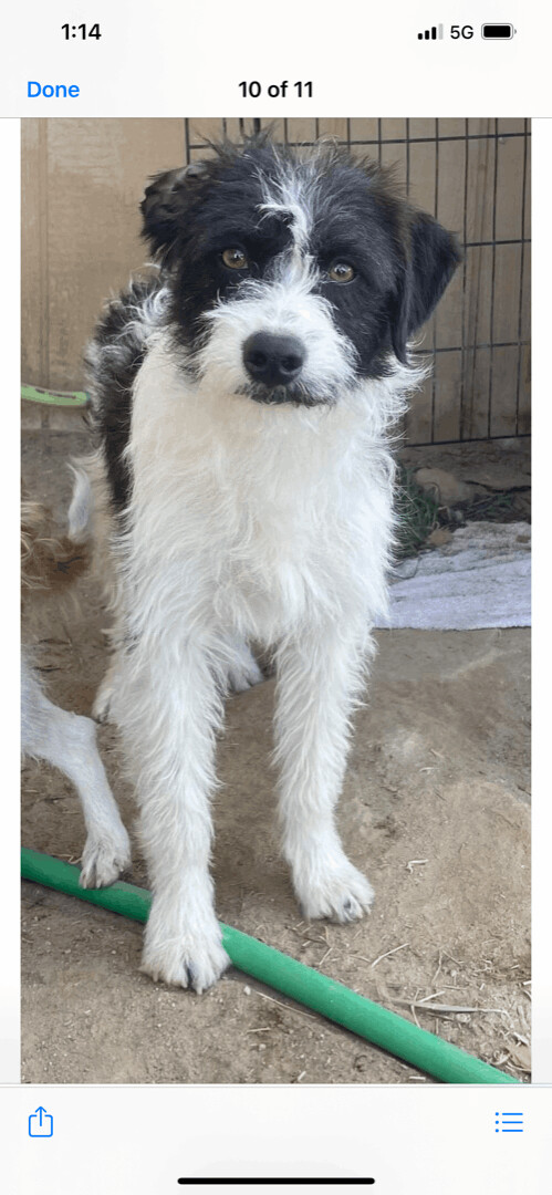 Oreo - The Stunning Boy