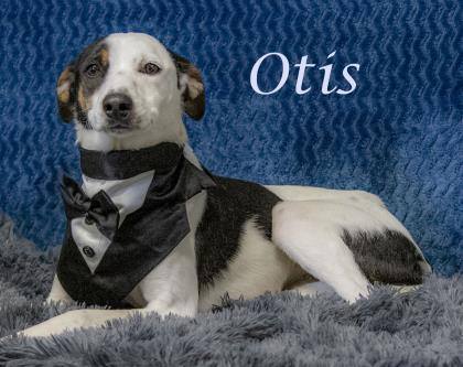 Otis (D22-031)
