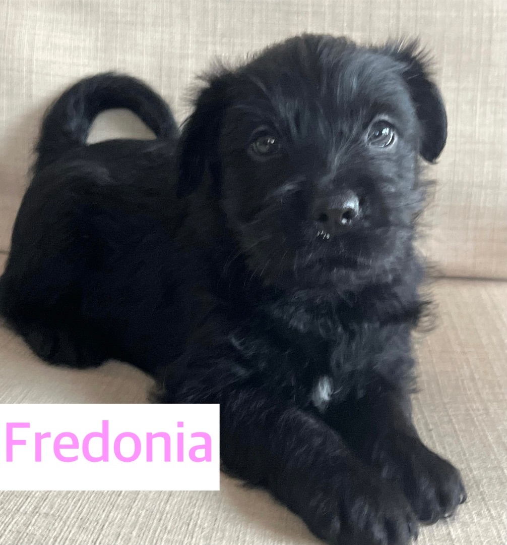 Fredonia