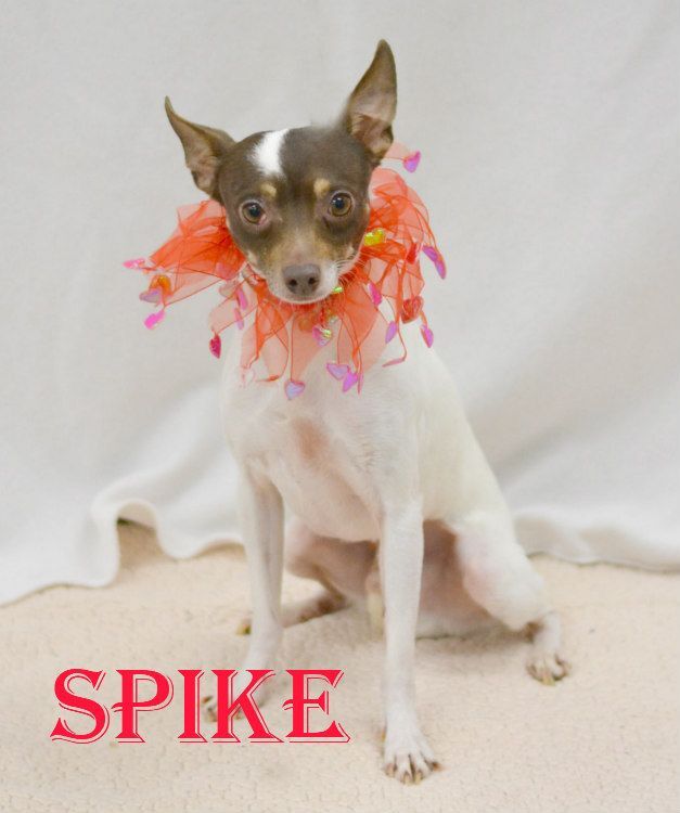 Spike