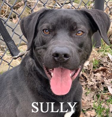 Sully, an adoptable Labrador Retriever in Warren, PA, 16365 | Photo Image 1
