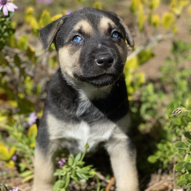 Wyoming Pup - Dubois