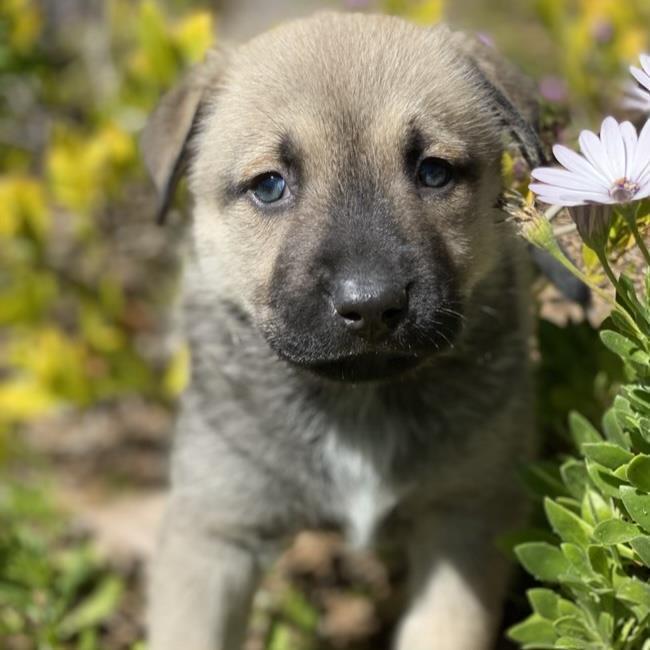 Wyoming Pup - Gillette