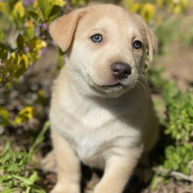 Wyoming Pup - Pinedale