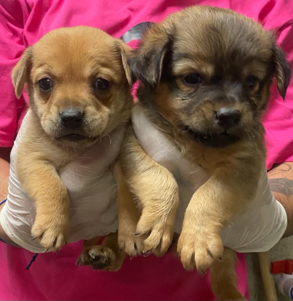 .The Chi Puppies